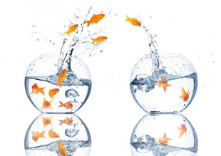 many goldfishes jumping from one bowl to the other on white background - viele Goldfische springen von einem Glas ins andere vor weissem Hintergrund